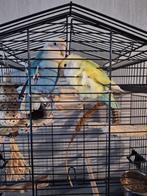 Kiki en Kiwi + toebehoren, Animaux & Accessoires, Oiseaux | Accessoires, Enlèvement, Comme neuf, Autres types