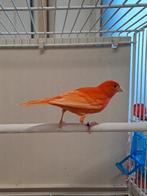 rode kanarie pop, Dieren en Toebehoren, Vogels | Kanaries, Vrouwelijk, Kleurkanarie