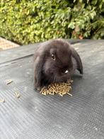 Nederlandse dwerghangoor, Dieren en Toebehoren, Konijnen