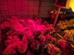 cailles jumbo véritable, Dieren en Toebehoren, Vogels | Hokken en Kooien, Ophalen, Zo goed als nieuw, Overige materialen, Overige typen