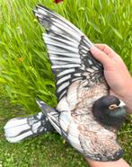 6 kleurpostduiven, Dieren en Toebehoren, Vogels | Duiven, Meerdere dieren, Postduif