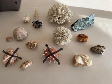 Schelpen en stenen verzameling beschikbaar voor biedingen