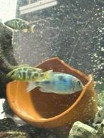 Venustus nog 3 over van 5 cm, Tickets en Kaartjes, Recreatie | Dierentuinen