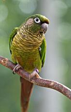 Recherche femelle frontalis, Dieren en Toebehoren, Vogels | Parkieten en Papegaaien, Vrouwelijk