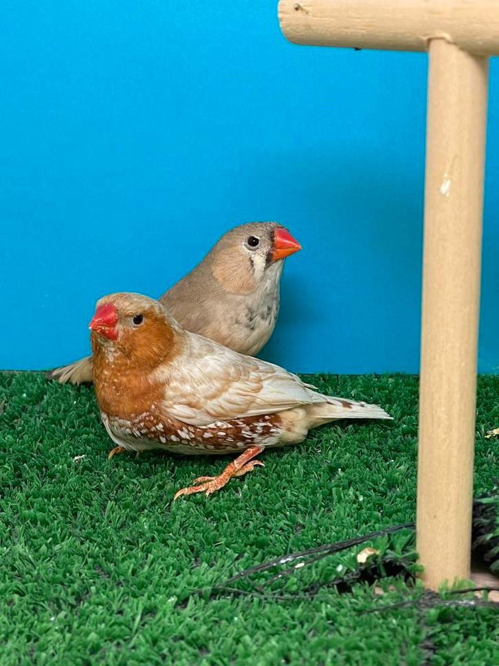Koppel orb zwb bruin zebravinken, Dieren en Toebehoren, Vogels | Overige Vogels, Tropenvogel, Meerdere dieren