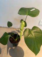 Gatenplant Monstera Deliciosa in pot, Huis en Inrichting, Ophalen, Overige soorten, Halfschaduw, In pot