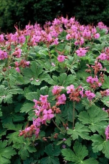 Geranium macrorrhizum, Enlèvement, Mi-ombre
