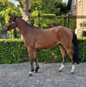 Mooie d pony, Dieren en Toebehoren, Ruin, D pony (1.37m tot 1.48m), Gechipt, 3 tot 6 jaar