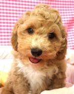 Superleuke Maltipoo pups!, 15 weken tot 1 jaar, Overige rassen, Buitenland, CDV (hondenziekte)