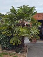 Trachycarpus fortunei, Ophalen
