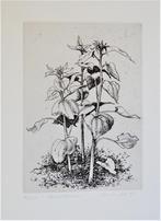 Maurice Van den Dries, gravure « Tournesols », Enlèvement ou Envoi