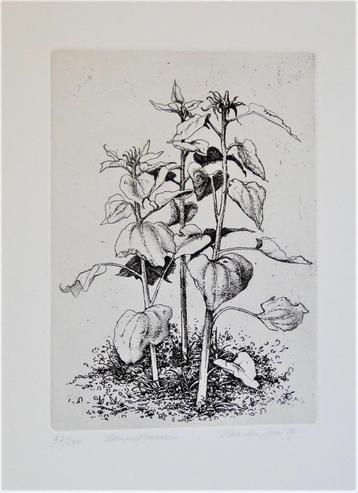 Maurice Van den Dries, ets “Zonnebloemen” beschikbaar voor biedingen