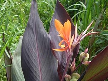 Canna indica Intrigue voor tuin, kuip,pot,vijver,beekloop beschikbaar voor biedingen