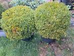 Buxus bollen + zwarte pot, Tuin en Terras, Planten | Struiken en Hagen, Ophalen, Buxus, Struik, Minder dan 100 cm