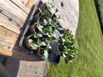 Courgette plantjes, Tuin en Terras, Planten | Tuinplanten, Ophalen, Groenteplanten
