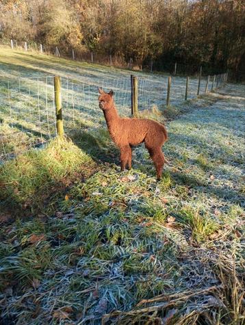 Te koop prachtige alpaca merrie met stamboom  beschikbaar voor biedingen