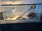 Gecko + terrarium, Ophalen, Zo goed als nieuw