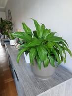 Spathiphyllum et sensevieria, Enlèvement