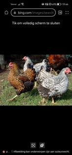 Gezocht(wyandotte groothoender), Dieren en Toebehoren, Pluimvee, Vrouwelijk, Kip