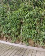 Bamboo te koop, Tuin en Terras, Ophalen of Verzenden, Haag
