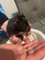 Langharige goudhamster Syrische hamster vrouw 10 weken oud, Animaux & Accessoires, Hamster, Femelle