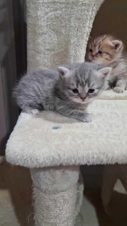 Brits korthaar kittens (laatste 1!), Dieren en Toebehoren, Katten en Kittens | Raskatten | Korthaar, Meerdere dieren, 0 tot 2 jaar