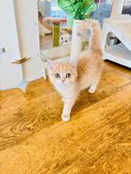 Golden Brits korthaar en langhaar kittens, Meerdere dieren, Gechipt, 0 tot 2 jaar