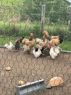 Serama haantjes te koop 5 maanden, Dieren en Toebehoren