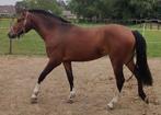 3,5 jarige Freiberger Franches Montagne merrie met veldtest., Dieren en Toebehoren, Paarden, Merrie, Minder dan 160 cm, Gechipt