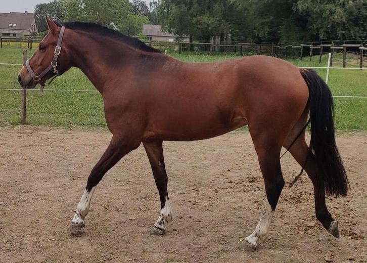 3,5 jarige Freiberger Franches Montagne merrie met veldtest., Dieren en Toebehoren, Paarden, Merrie, Niet van toepassing, Minder dan 160 cm