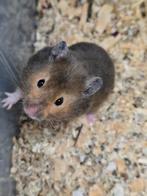 Lieve goudhamster zoekt fijn huisje, Dieren en Toebehoren, Knaagdieren, Hamster, Mannelijk, Juli, Tam