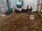 Goudbrakel kuikens, Dieren en Toebehoren