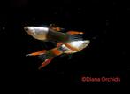 Zeldzame Endler Guppies * Silverado Black Flame * Nano