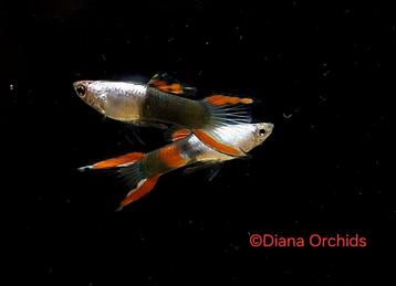 Zeldzame Endler Guppies * Silverado Black Flame * Nano beschikbaar voor biedingen