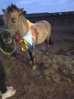 Lieve mooie aparte pony te koop, Dieren en Toebehoren, Paarden, Minder dan 160 cm, Ruin, 3 tot 6 jaar, Gechipt