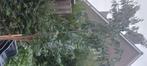 Eucalyptus boom, Tuin en Terras, Ophalen, Halfschaduw, Overige soorten, Lente