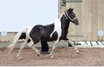 Merrie,STER,Kampioen,NMPRS,minipaard,pony,miniatuurpaard, Dieren en Toebehoren, Merrie, Gechipt, Niet van toepassing, A pony (tot 1.17m)