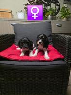 mooie engelse cocker pups, België, CDV (hondenziekte), 8 tot 15 weken, Meerdere