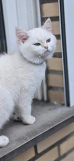 Brits korthaar Goud / British Shorthair Golden Point, Meerdere dieren, Gechipt, 0 tot 2 jaar