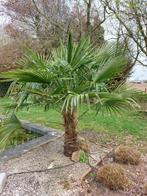 Wintervaste palmboom GERESERVEERD, Ophalen, Palmboom