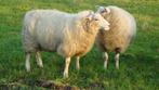 schapen