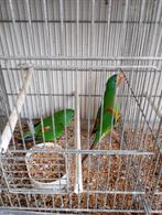 Swift parkieten 2 kweekkoppels, Dieren en Toebehoren