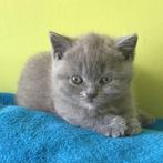 Britse korthaar kittens, Dieren en Toebehoren, Poes, Gechipt