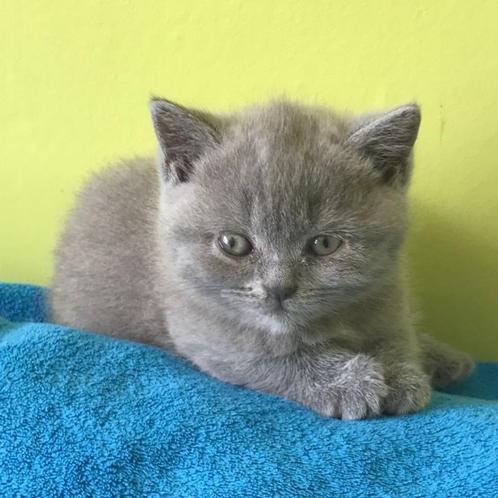 Britse korthaar kittens, Dieren en Toebehoren, Katten en Kittens | Raskatten | Korthaar, Poes, Met stamboom, Gechipt, Ontwormd
