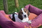 Beagle pups beschikbaar, Dieren en Toebehoren, Honden | Beagles, Bassets en Lopende honden, België, Beagle, 8 tot 15 weken, Meerdere