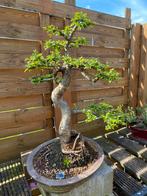 Bonsai, Tuin en Terras, Planten | Bomen, Ophalen