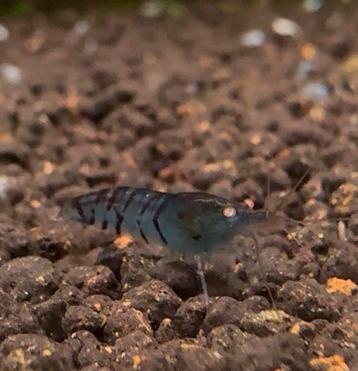 Azure tiger orange eye beschikbaar voor biedingen