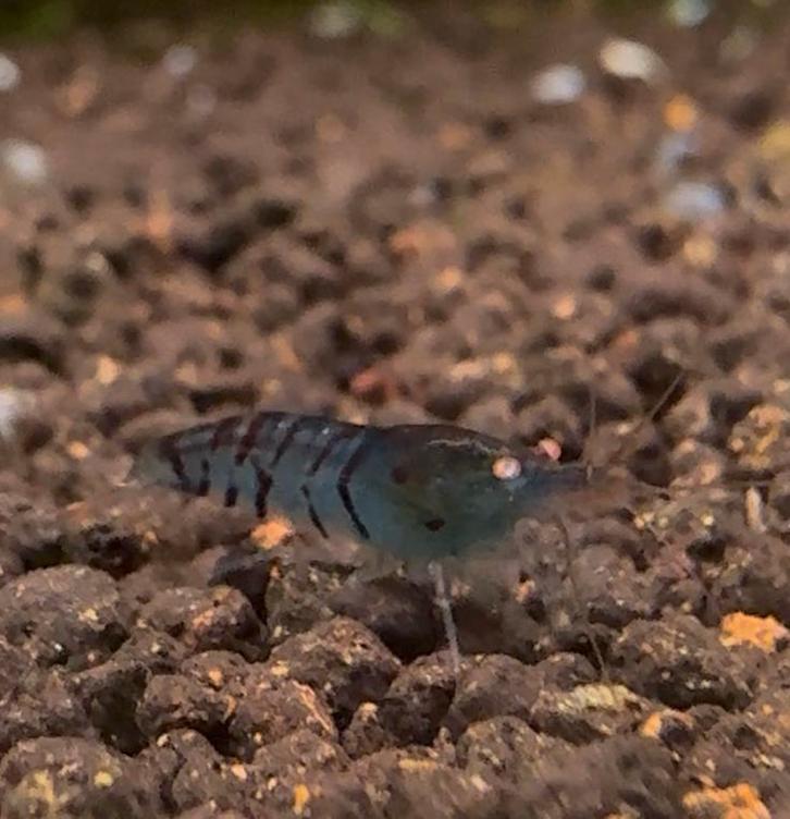 Azure tiger orange eye, Dieren en Toebehoren, Vissen | Aquariumvissen