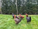 Araucana poules et coqs 15€, Vrouwelijk, Kip