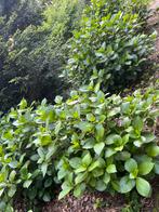 Hortensia 1 struik, Jardin & Terrasse, Plantes | Arbustes & Haies, Enlèvement ou Envoi, Arbuste, Hortensia